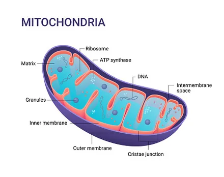 Diagram of Mitochondria